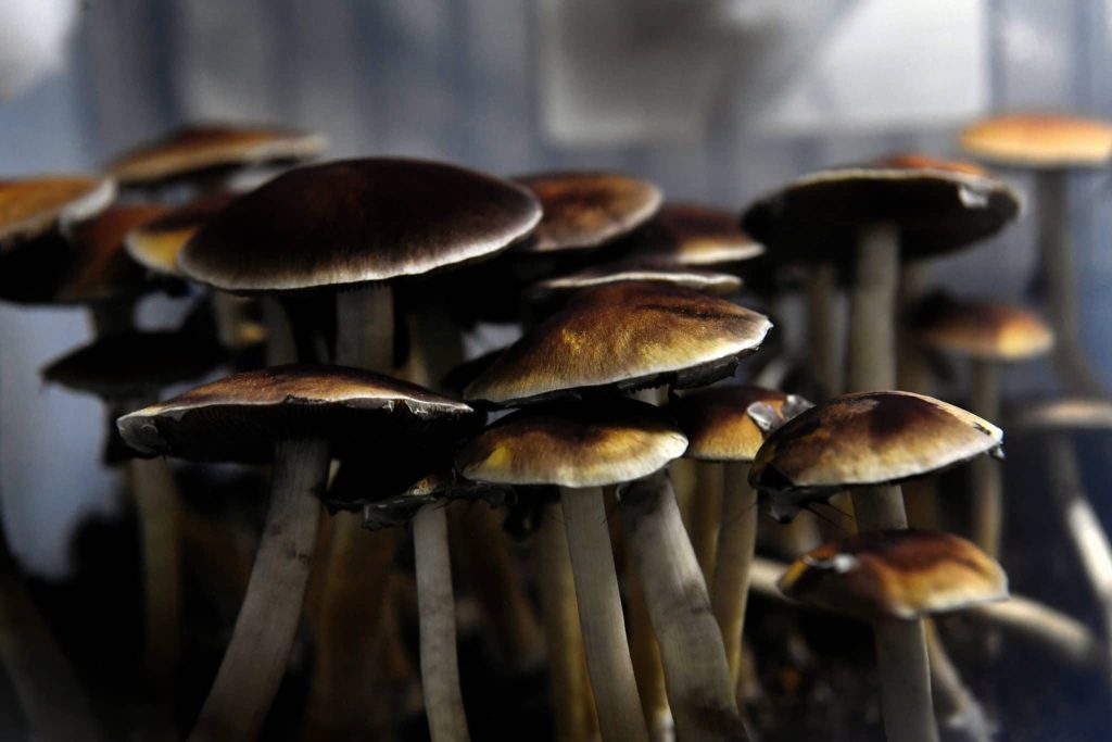 Mushrooms Canada